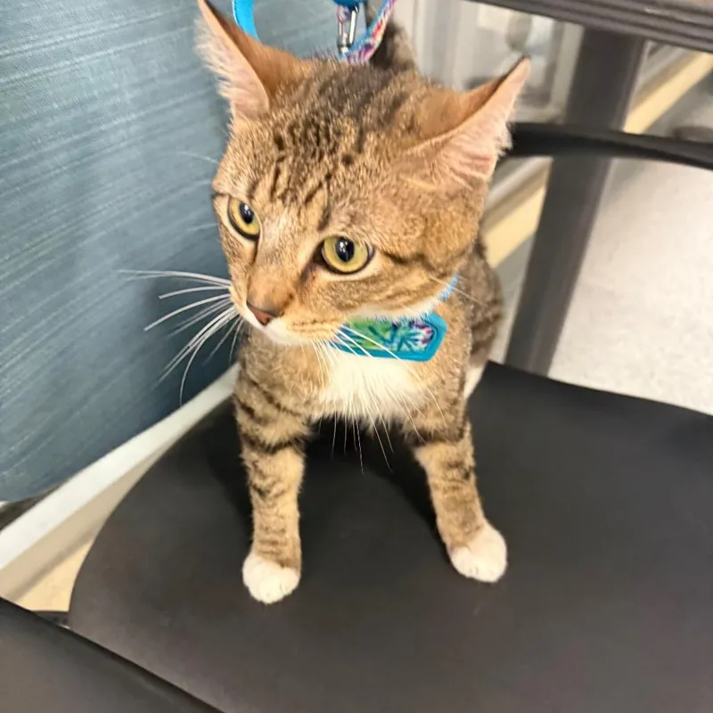 An adult medium-sized male Brown / Chocolate Domestic Short Hair cat named Christian for adoption in Memphis, TN