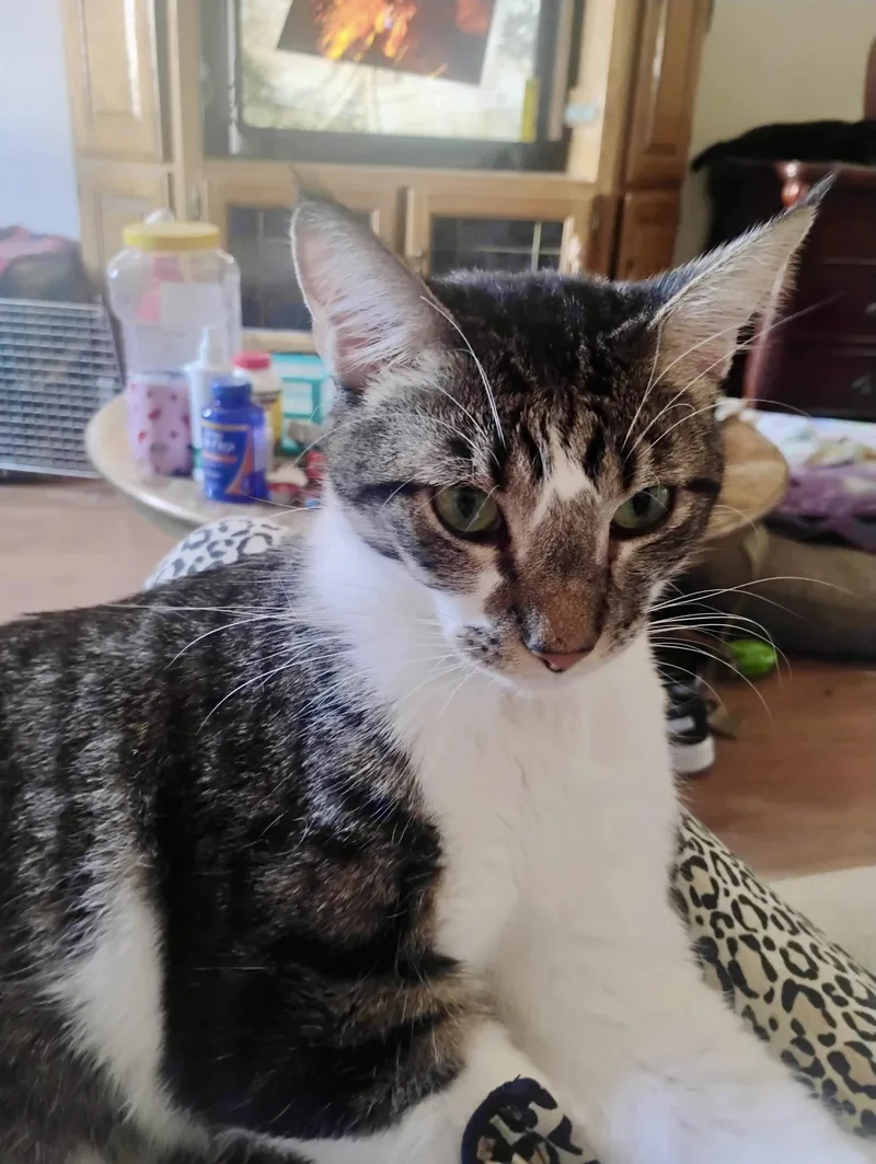 An adult medium-sized male Domestic Short Hair cat named Garfield for adoption in Glendale, AZ