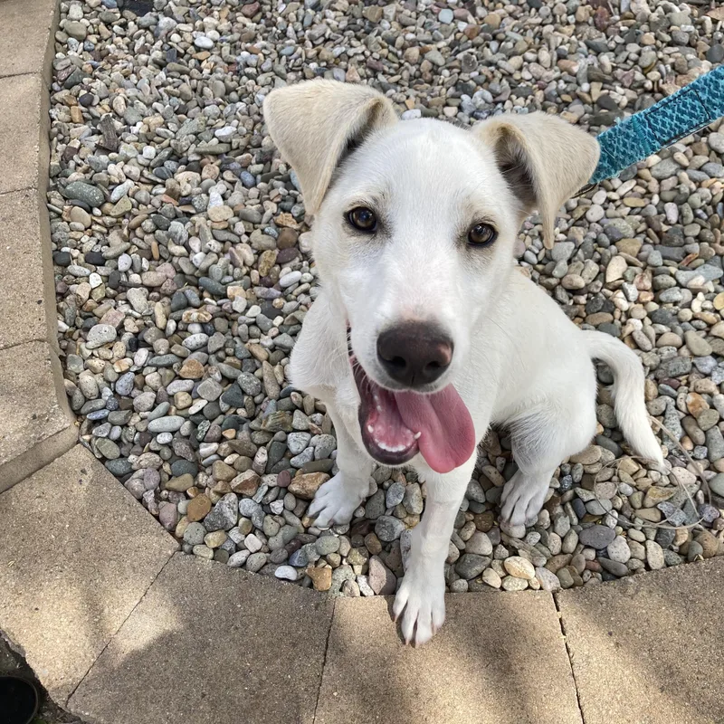 A young medium-sized male Apricot / Beige Labrador Retriever dog named Buddy for adoption in San Diego, CA