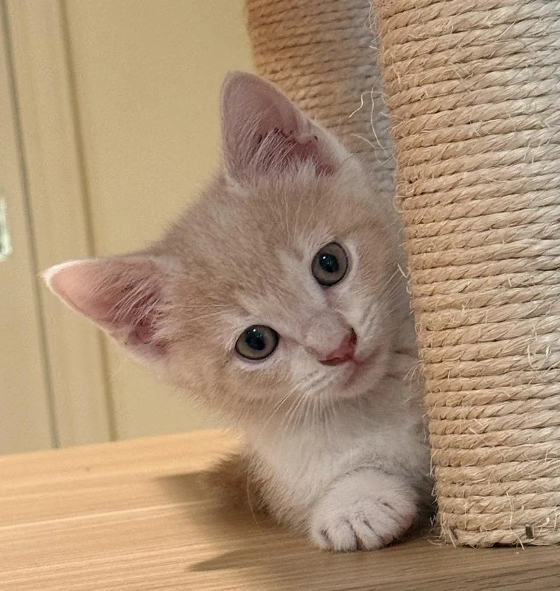 A baby small-sized female Domestic Short Hair cat named Hollandaise for adoption in Dallas, TX