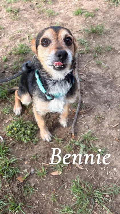 An adult small-sized male Chihuahua dog named Bennie for adoption in Fort Worth, TX