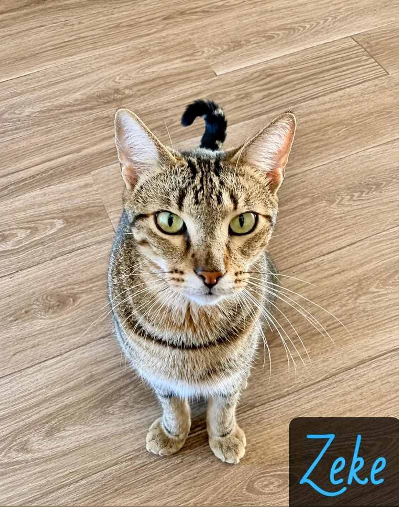 An adult large-sized male Gray / Blue / Silver Domestic Short Hair cat named Zeke for adoption in Englewood, FL