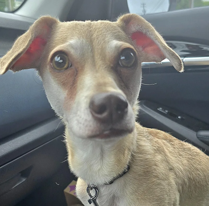 An adult small-sized male Apricot / Beige Chihuahua dog named Maki for adoption in Fredericksburg, VA