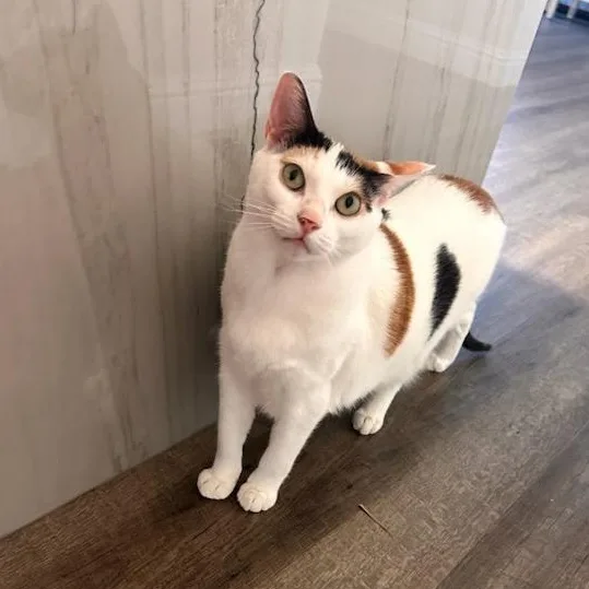 An adult medium-sized female Calico cat named Suki for adoption in Monrovia , CA