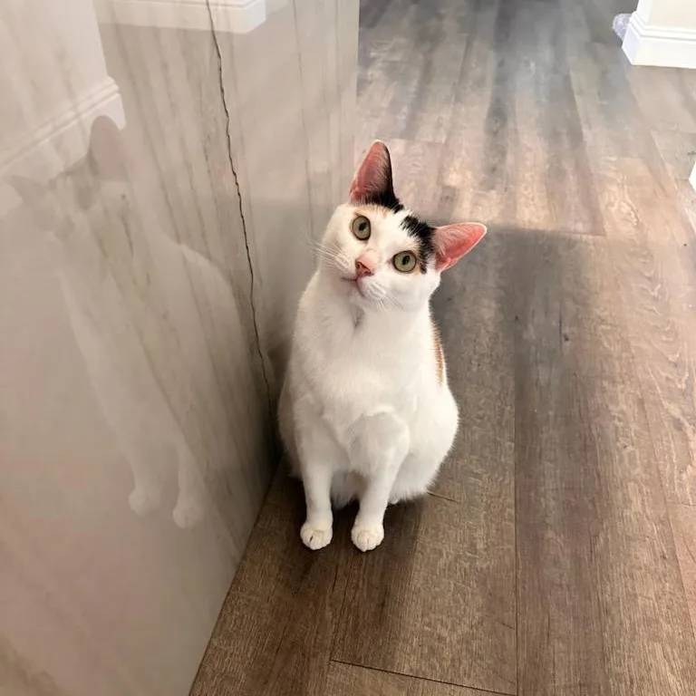 Suki thumbnail 2
