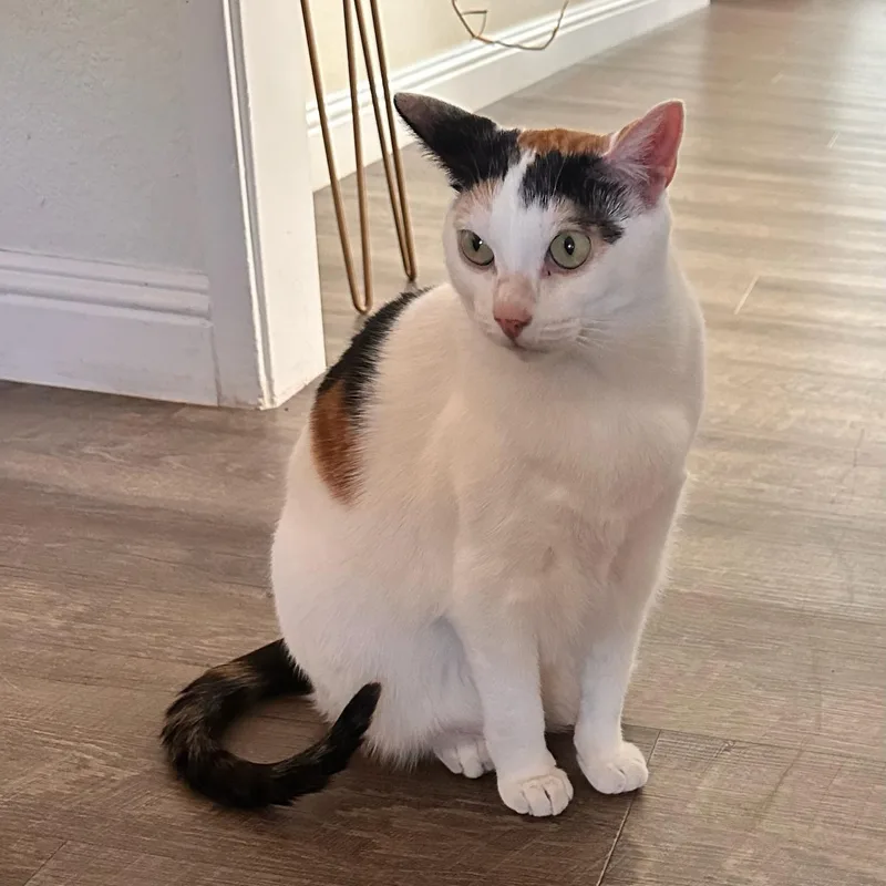 Suki thumbnail 4