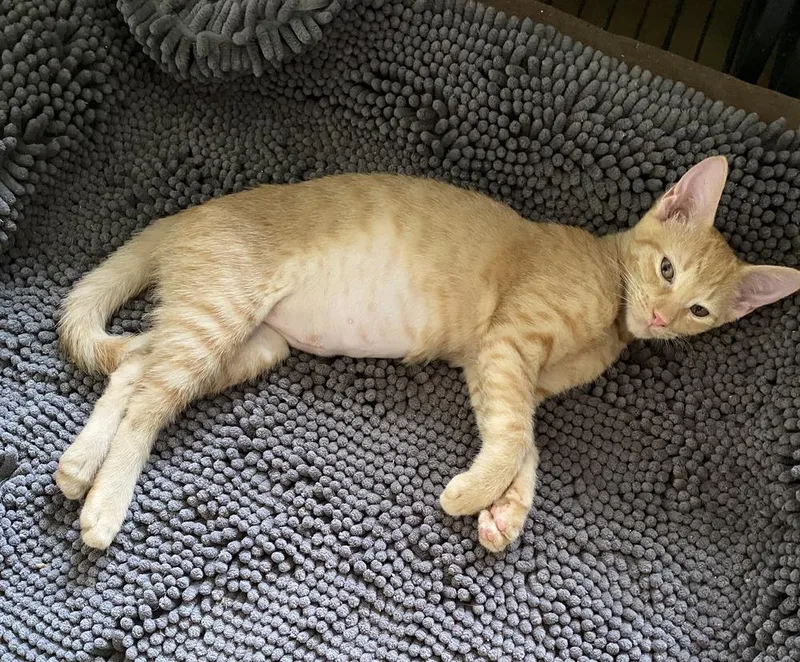 A baby small-sized female Tabby (Orange / Red) Domestic Short Hair cat named Adele for adoption in Hudson, NH