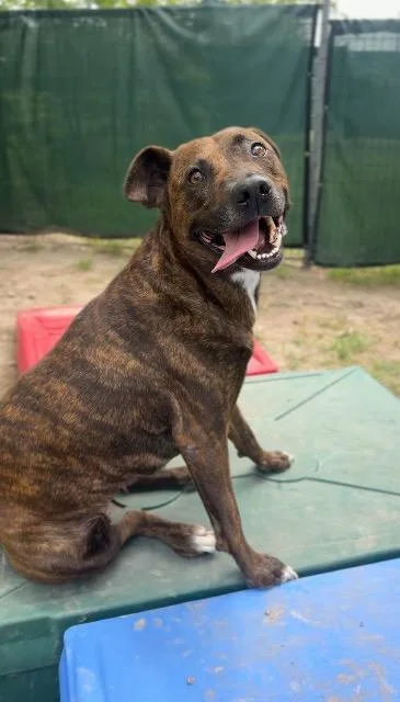 An adult medium-sized female Pit Bull Terrier dog named Lola for adoption in New Braunfels, TX