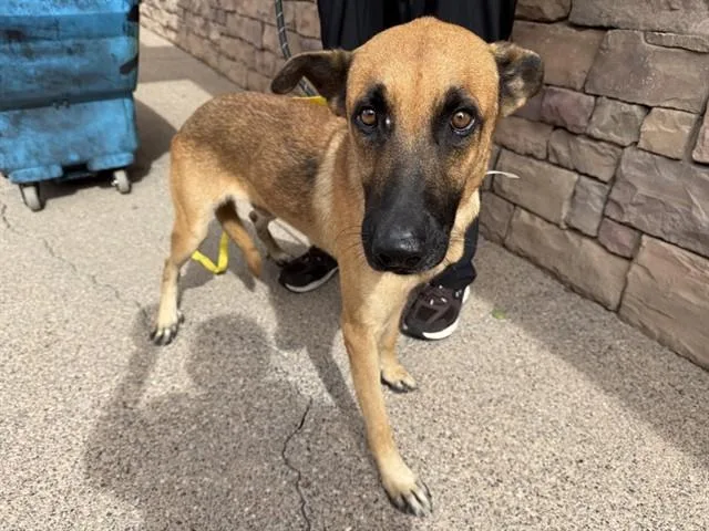 A young large-sized male German Shepherd Dog dog named Mr Cheese for adoption in Phoenix, AZ