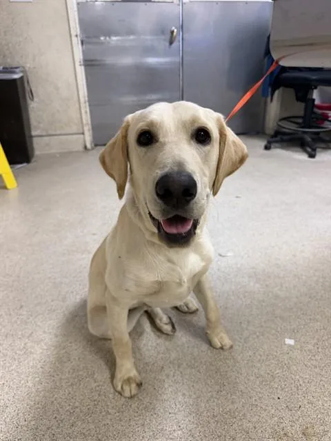A young medium-sized male Labrador Retriever dog named Ricky for adoption in Riverside, CA