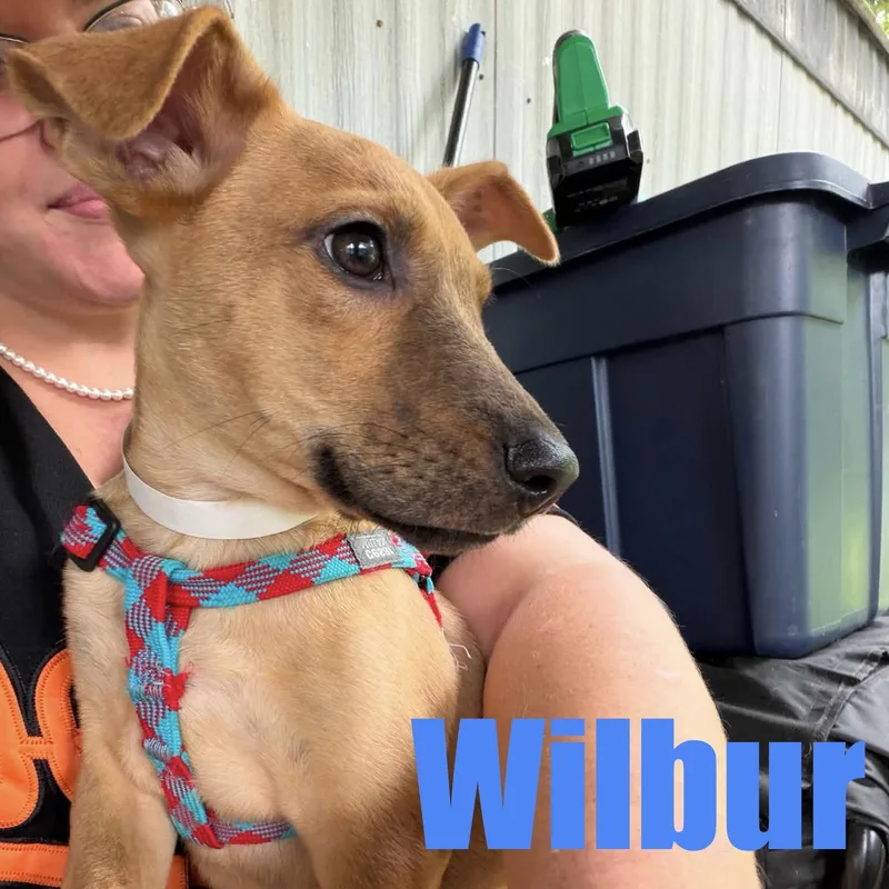 Wilbur thumbnail 5