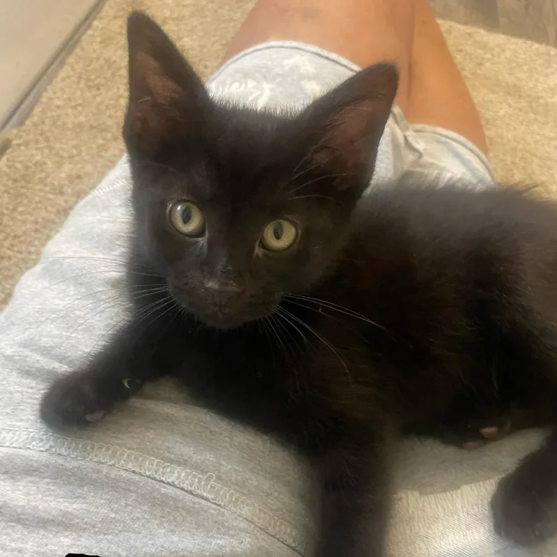 A baby small-sized male Black Domestic Short Hair cat named Ben for adoption in Carmel, IN