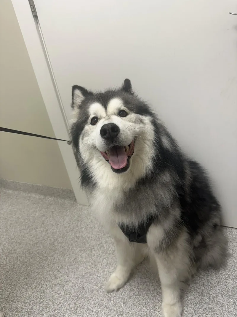 An adult medium-sized male Alaskan Malamute dog named Nikko for adoption in Lancaster, PA