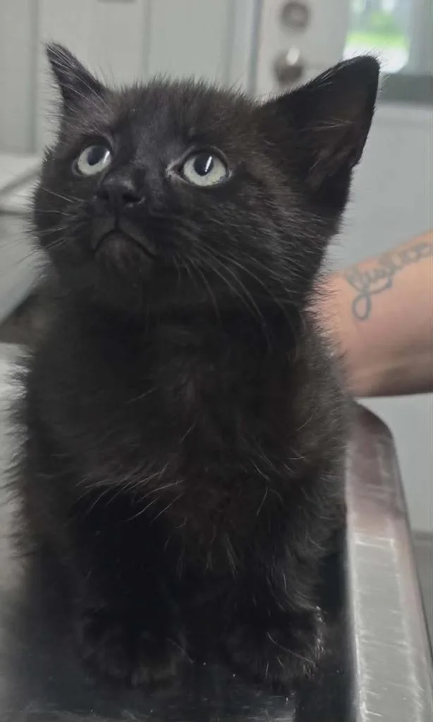 A baby small-sized male Domestic Short Hair cat named Jeffery for adoption in Hillsdale, IN