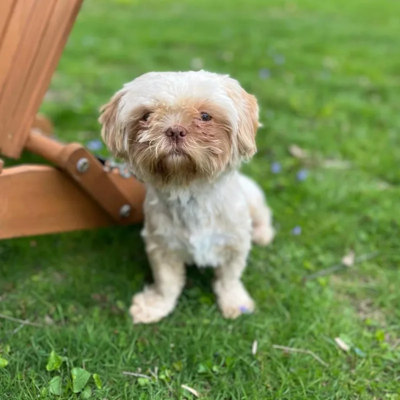An adult small-sized male Yellow / Tan / Blond / Fawn Shih Tzu dog named Colonel for adoption in Brooklyn, NY