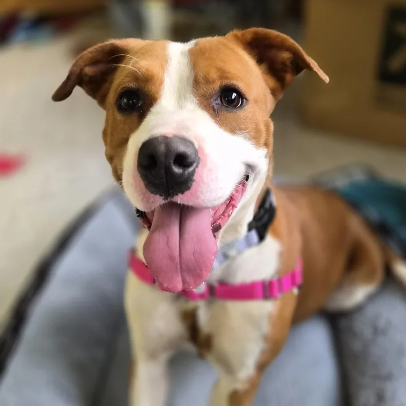 A young medium-sized female Terrier dog named Beth for adoption in Galax, VA