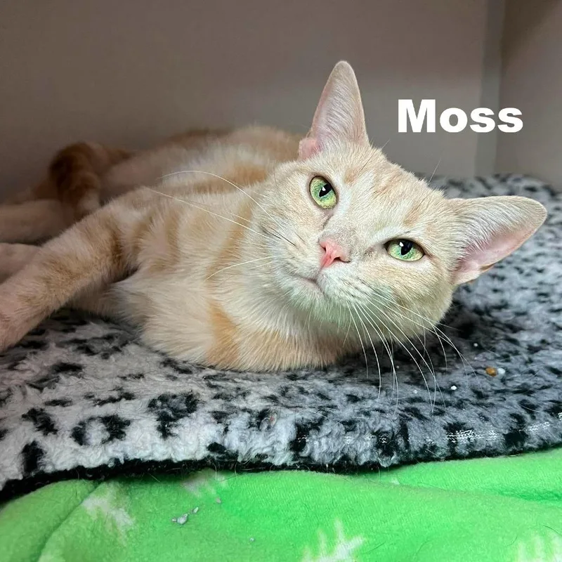 Moss