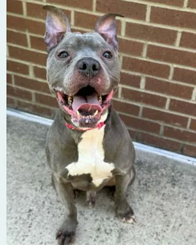 A senior medium-sized male Yellow / Tan / Blond / Fawn Pit Bull Terrier dog named Juice for adoption in Lake Wylie, SC