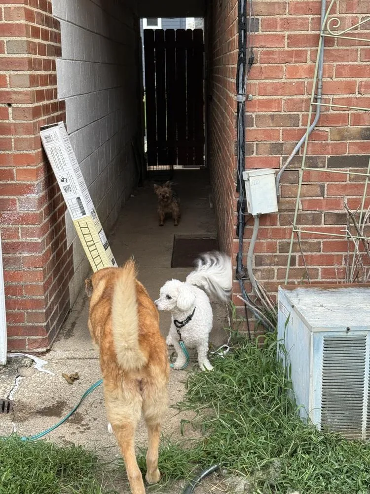 An adult small-sized male Bichon Frise dog named Blaze for adoption in Peoria, IL