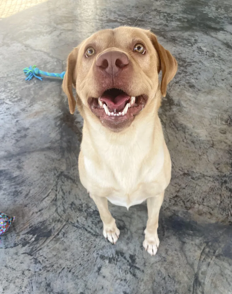A young large-sized male Yellow / Tan / Blond / Fawn Yellow Labrador Retriever dog named Koby for adoption in Edinburg, VA