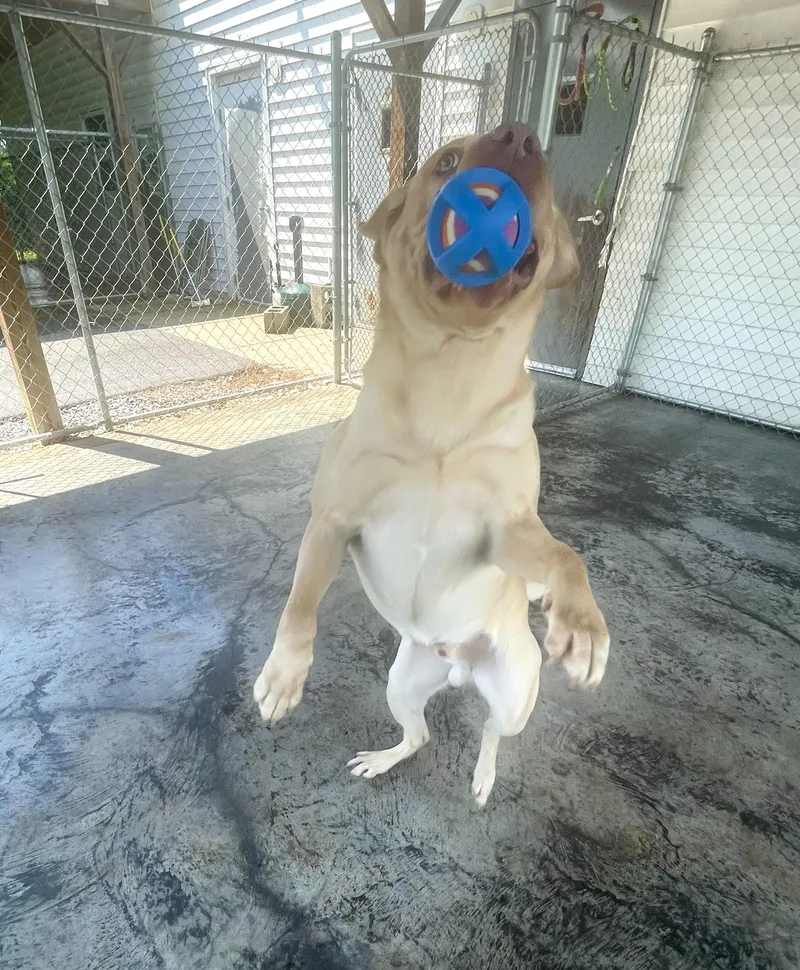 Koby thumbnail 2