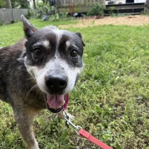 A senior medium-sized female Gray / Blue / Silver Australian Cattle Dog / Blue Heeler dog named Ladybug for adoption in Philadelphia, PA