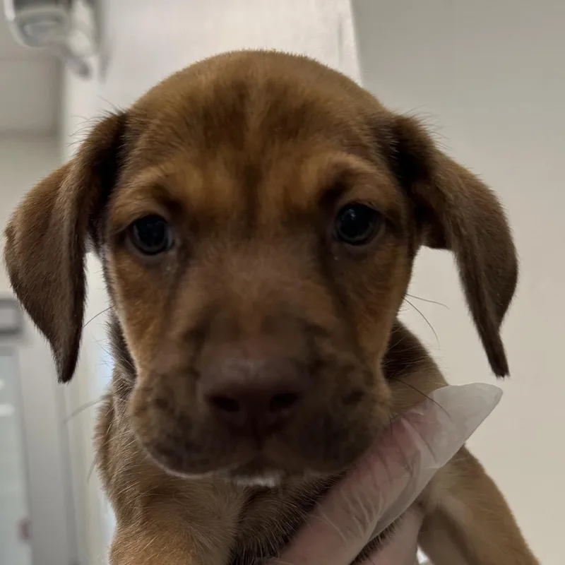 A baby small-sized male Brown / Chocolate Mixed Breed dog named Greer for adoption in Middletown, RI