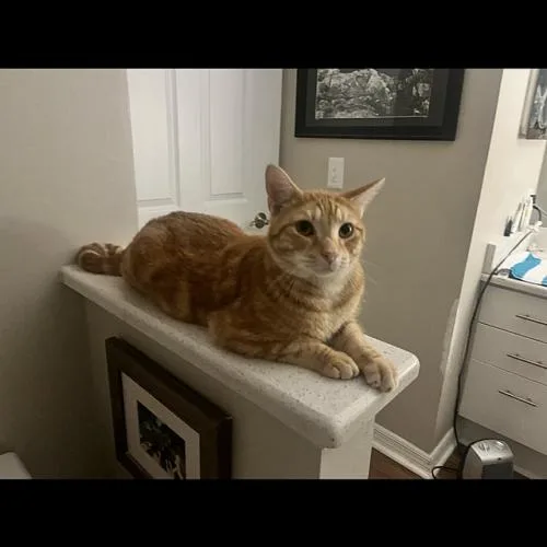 A young medium-sized male Domestic Short Hair cat named Noah for adoption in Tampa, FL