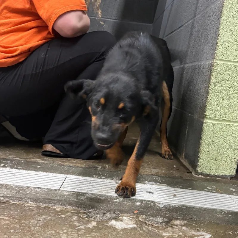 An adult medium-sized male Mixed Breed dog named Chip for adoption in Corbin, KY