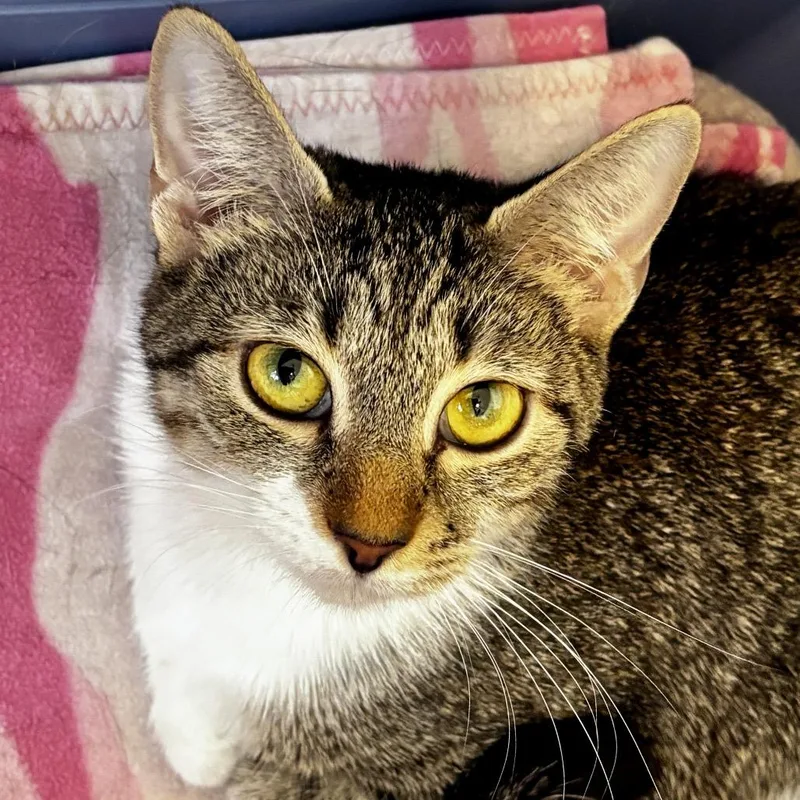 A young medium-sized female Brown / Chocolate Domestic Short Hair cat named Baby Girl for adoption in Sarasota, FL