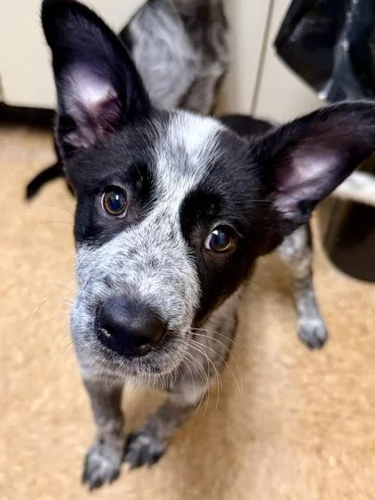 A young small-sized female Cattle Dog dog named Wallace for adoption in San Antonio, TX