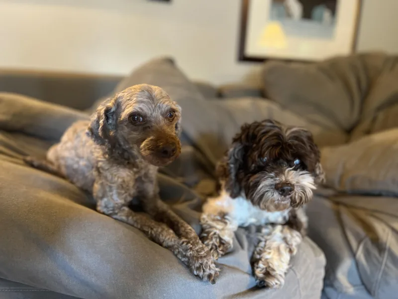 Cooper & Charlie thumbnail 5