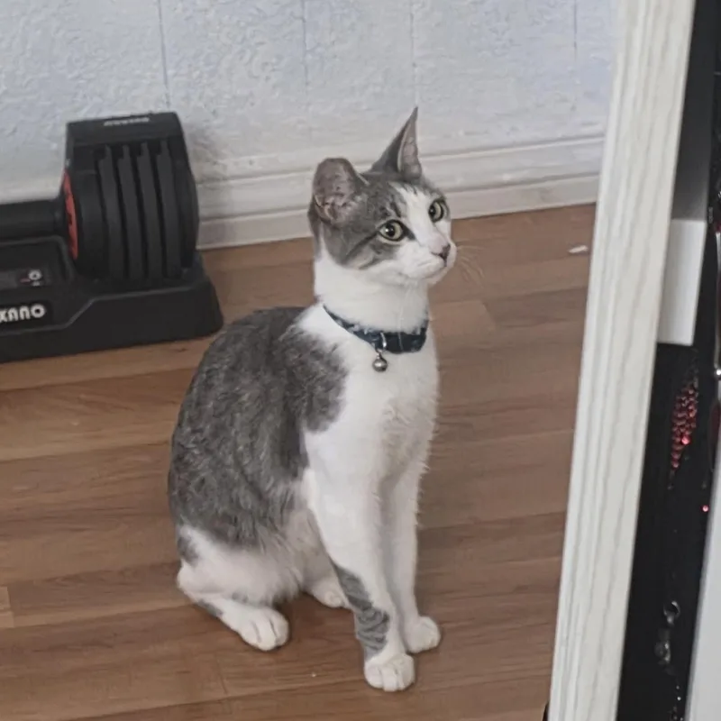 A young medium-sized female Gray & White Domestic Short Hair cat named Niña for adoption in Orange, CA