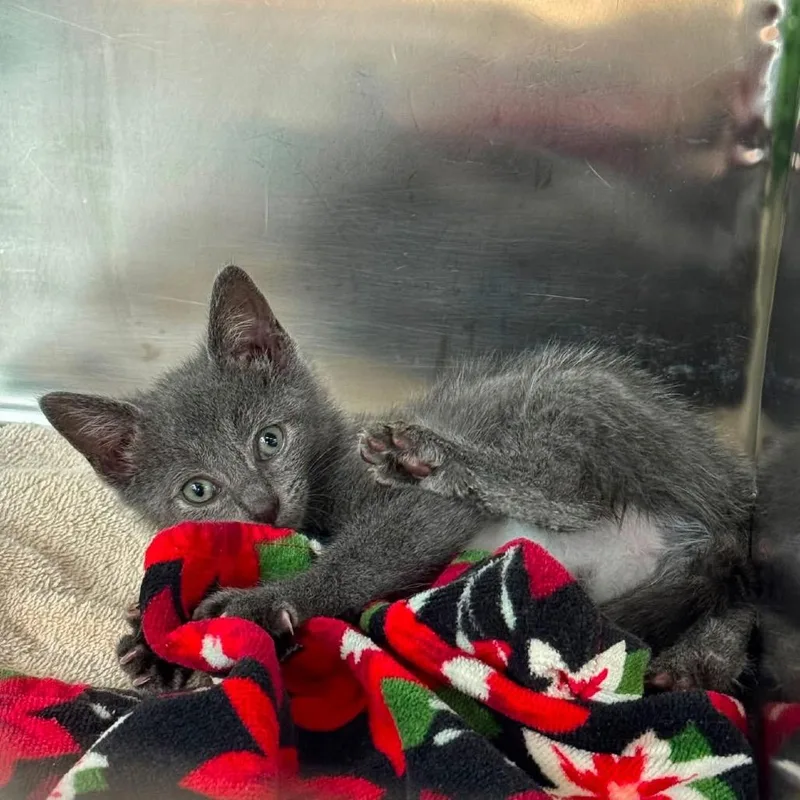 A baby small-sized female Gray / Blue / Silver Domestic Short Hair cat named Dora for adoption in Long Island City, NY
