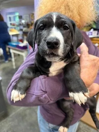 A baby small-sized female Mixed Breed dog named Blue Sky for adoption in West Chester, PA