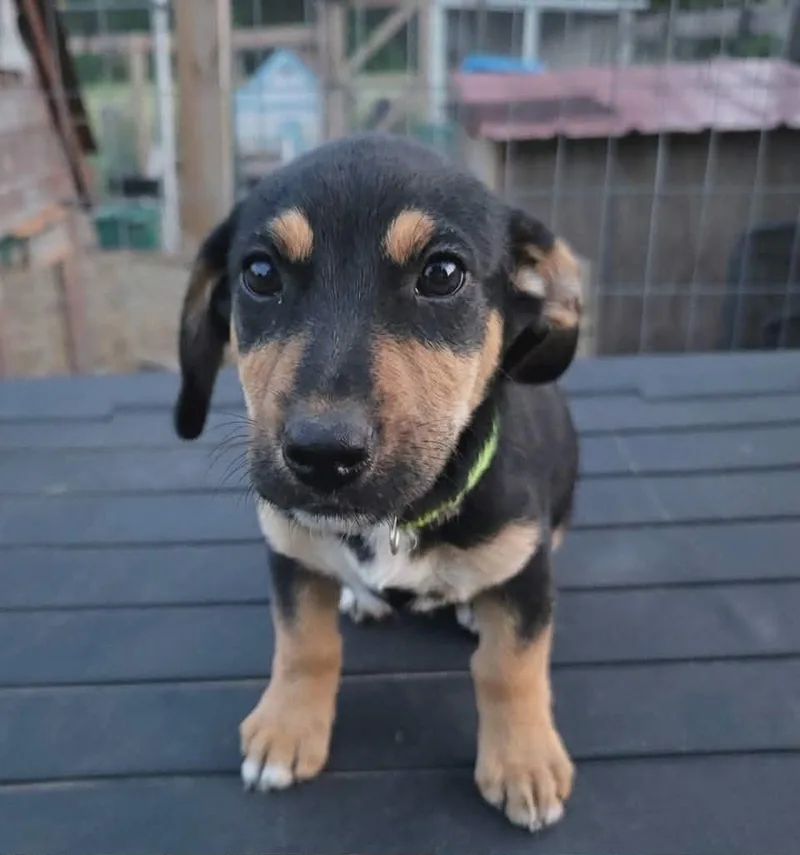 A baby medium-sized male Labrador Retriever dog named Jasper for adoption in McHenry, IL