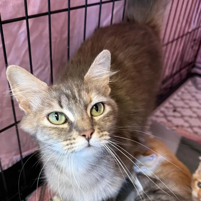An adult medium-sized female Brown / Chocolate Domestic Short Hair cat named Mother Moira for adoption in Austin, TX