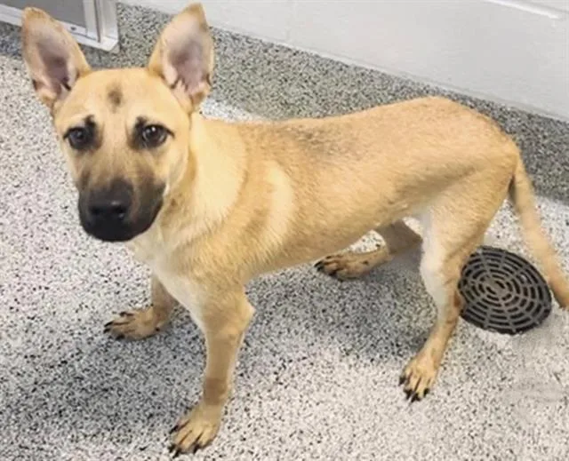 A young small-sized male German Shepherd Dog dog named Chonko for adoption in Houston, TX