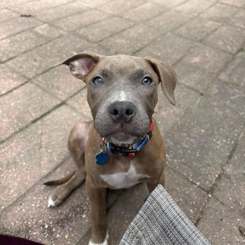 A young medium-sized male Brindle Pit Bull Terrier dog named Cosmo for adoption in Medford, NY