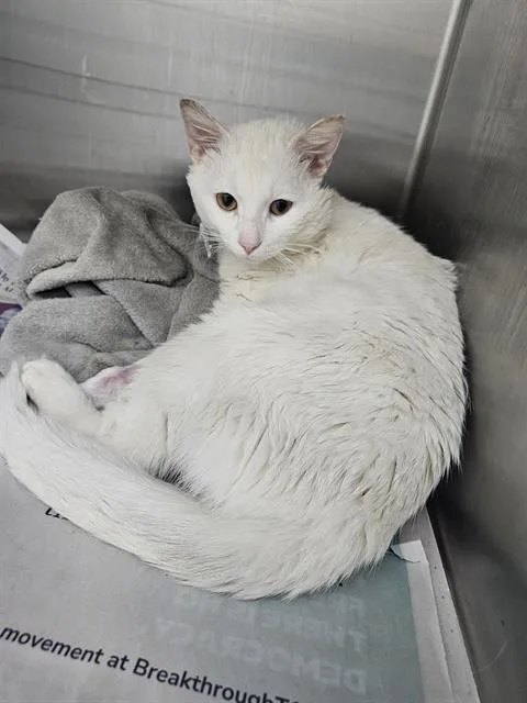 An adult medium-sized male Domestic Short Hair cat named Liam for adoption in Charlotte, NC