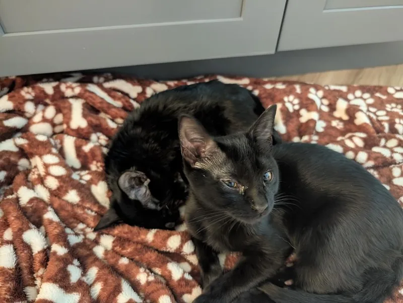 A baby small-sized female Domestic Short Hair cat named Beacon for adoption in Brandon, FL