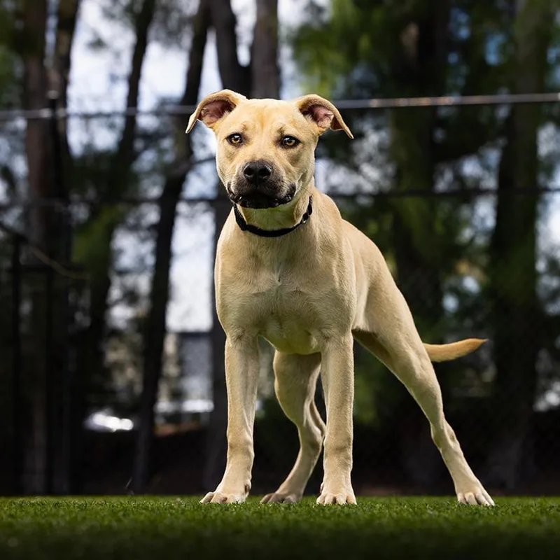 A baby small-sized female Yellow / Tan / Blond / Fawn Mixed Breed dog named Pam for adoption in Jupiter, FL