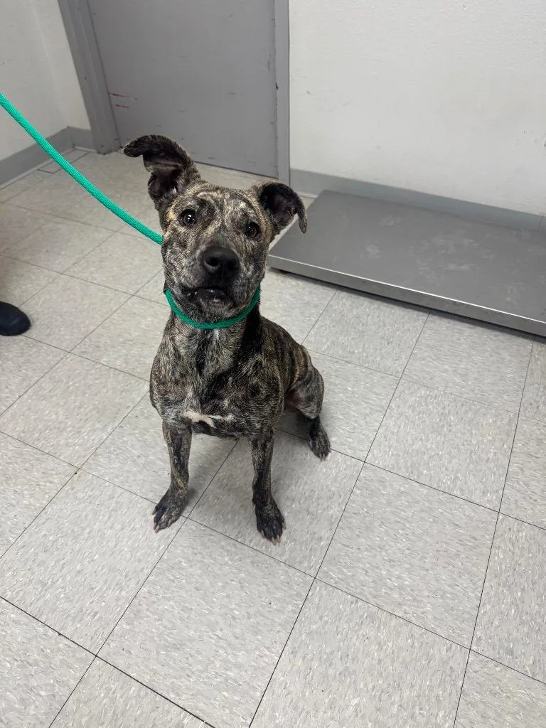 A young medium-sized female Mountain Cur dog named Millie for adoption in Sorrento, LA