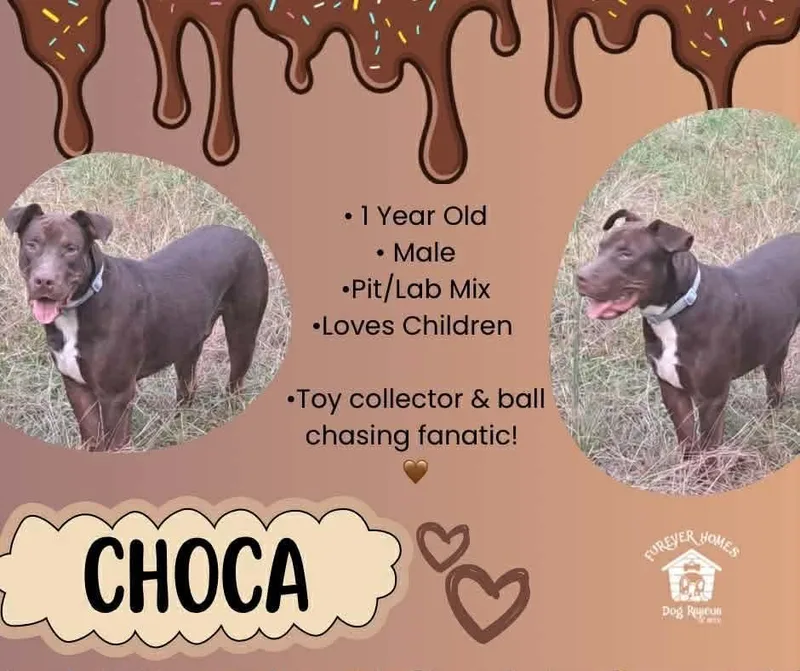 Choca