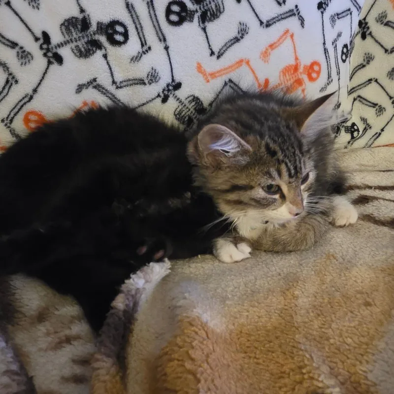 A baby small-sized female Brown / Chocolate Domestic Long Hair cat named Chani for adoption in Huntsville, AL