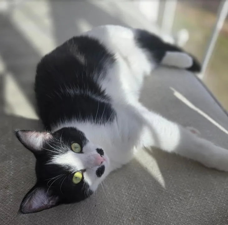 A young medium-sized female Domestic Short Hair cat named Mallory for adoption in FITCHBURG, MA