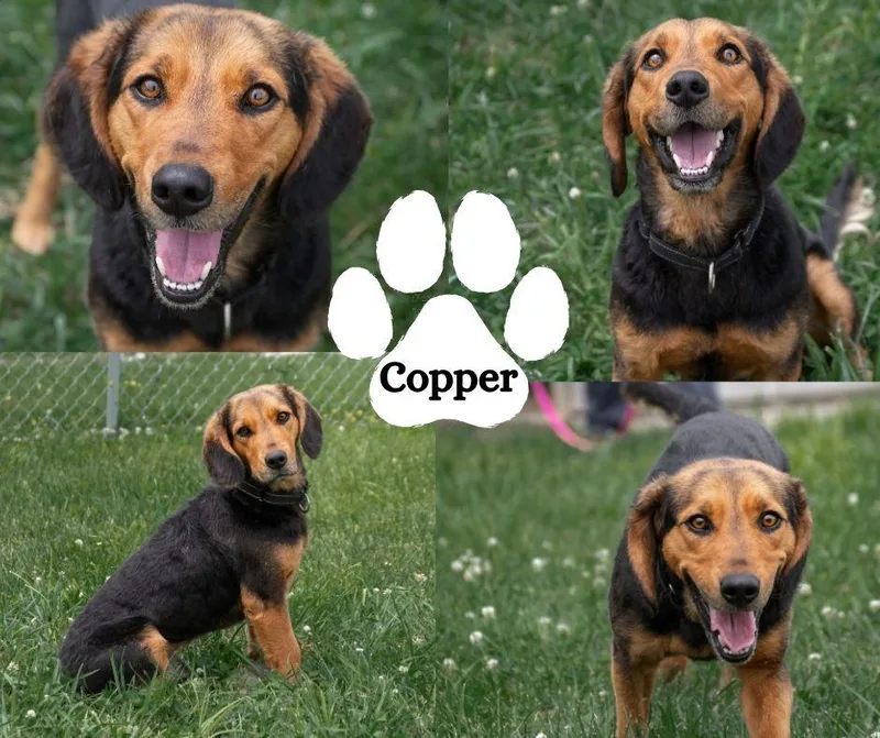 Copper thumbnail 2