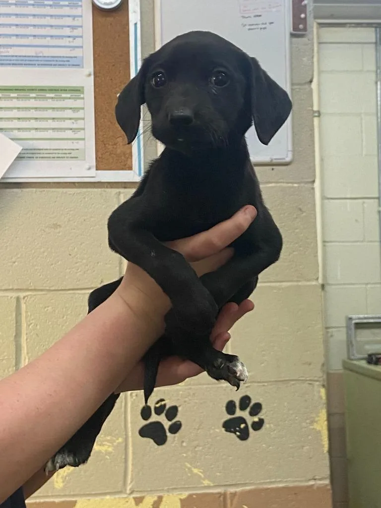 A baby medium-sized female Labrador Retriever dog named Bessie for adoption in Swainsboro, GA