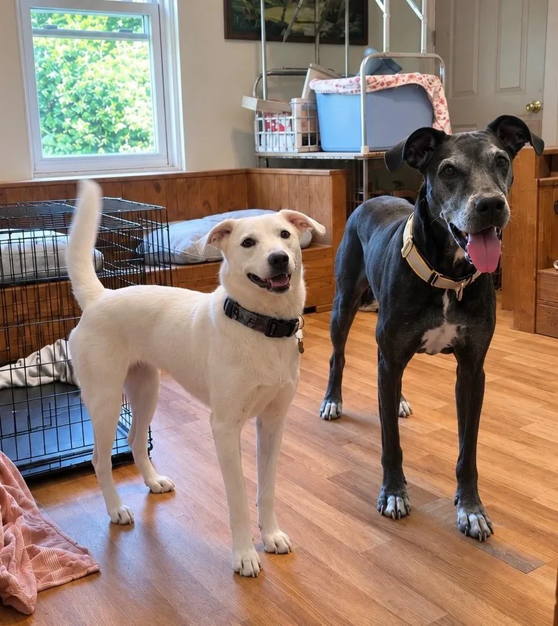 An adult large-sized female Great Dane dog named Blue for adoption in Princeton, MA