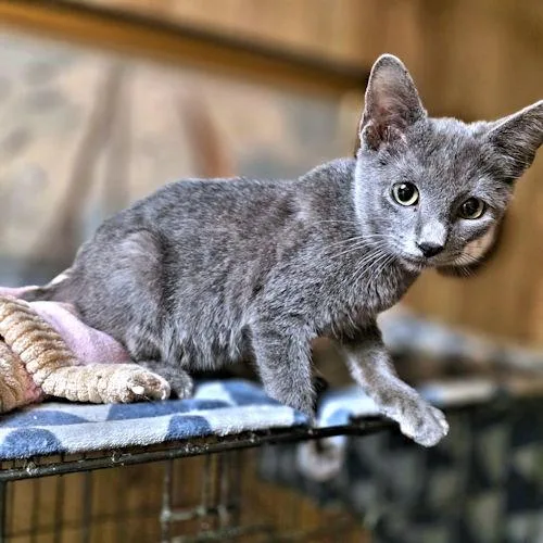 A baby medium-sized male Gray / Blue / Silver Domestic Short Hair cat named Aiden for adoption in Rutherfordton, NC
